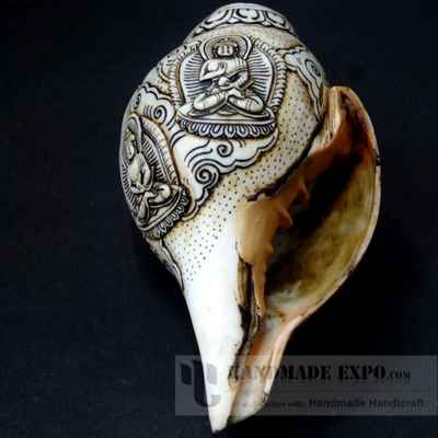 thumb2-Conch shell-10842