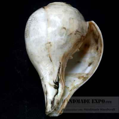 thumb2-Conch shell-10846