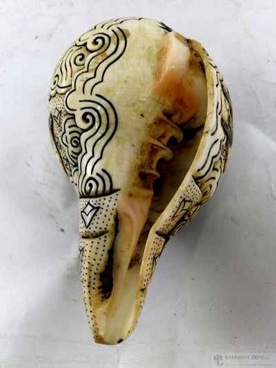 thumb2-Conch shell-13163