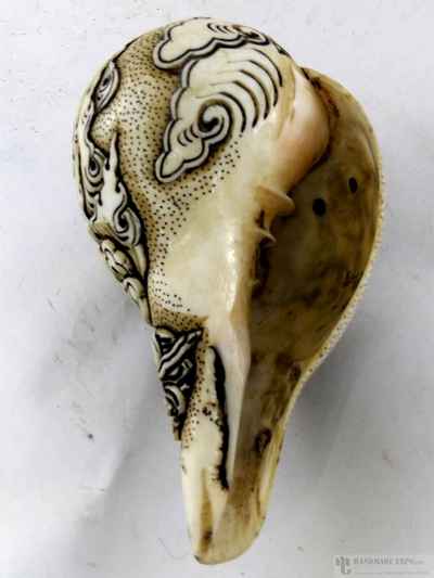 thumb2-Conch shell-13164