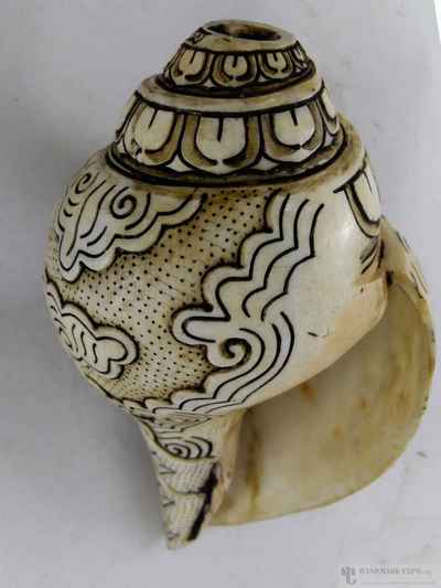 thumb2-Conch shell-13169