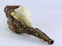 thumb3-Conch shell-15333