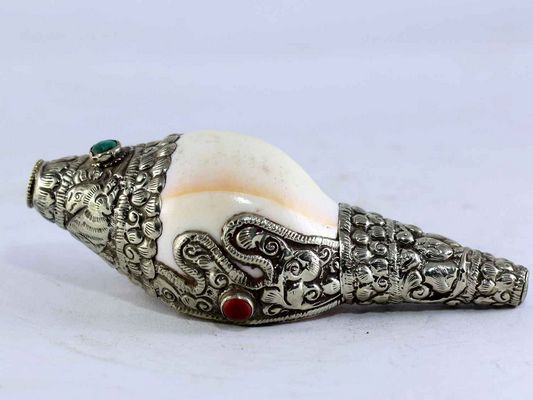Conch shell-15337