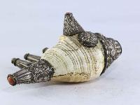 thumb1-Conch shell-15339