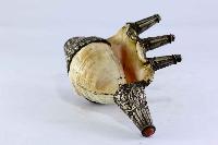 thumb3-Conch shell-15339