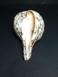 thumb1-Conch shell-21777