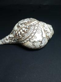 thumb3-Conch shell-21778