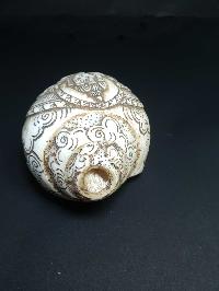 thumb4-Conch shell-21778