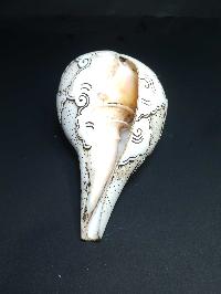 thumb1-Conch shell-21779