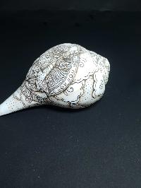 thumb2-Conch shell-21779