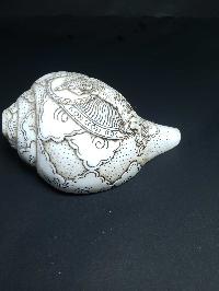 thumb3-Conch shell-21779