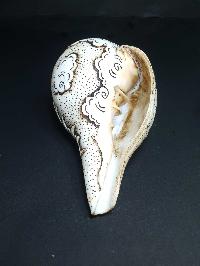 thumb4-Conch shell-21780