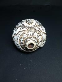 thumb5-Conch shell-21780