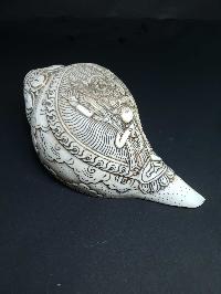 thumb1-Conch shell-21781