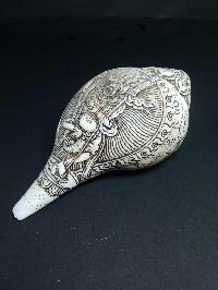 thumb2-Conch shell-21781