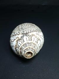 thumb3-Conch shell-21781