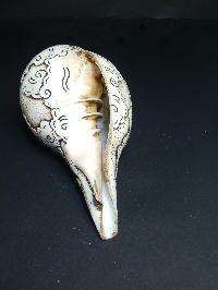 thumb4-Conch shell-21781