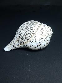 thumb2-Conch shell-21782