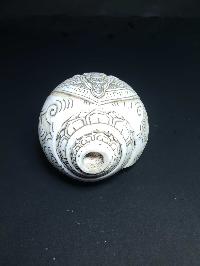 thumb3-Conch shell-21782