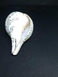 thumb4-Conch shell-21782