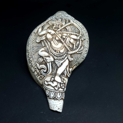 Conch shell-21783