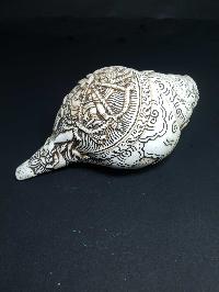 thumb2-Conch shell-21783