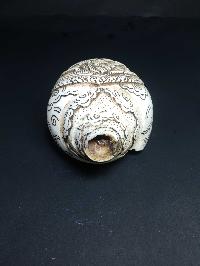 thumb3-Conch shell-21783