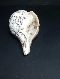 thumb4-Conch shell-21783