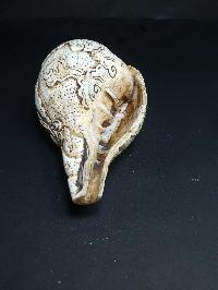 thumb4-Conch shell-21784