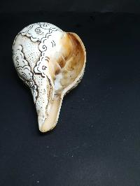 Tibetan Conch Shell With Vajrasattva [hand Carved]