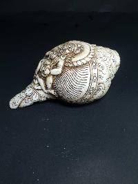 thumb2-Conch shell-21786