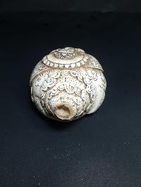 thumb3-Conch shell-21786