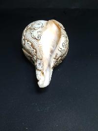 thumb4-Conch shell-21786