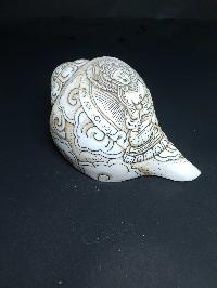 thumb1-Conch shell-21787