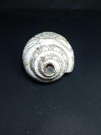 thumb3-Conch shell-21787