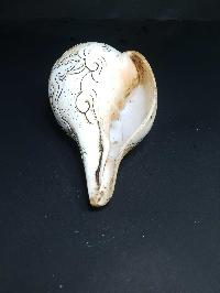 thumb4-Conch shell-21787