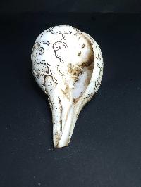 thumb4-Conch shell-21788