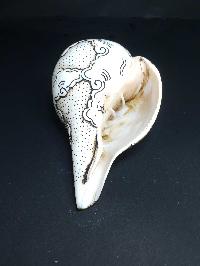 thumb4-Conch shell-21789