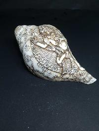 thumb1-Conch shell-21790