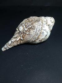 thumb2-Conch shell-21790