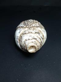 thumb3-Conch shell-21790
