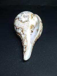thumb4-Conch shell-21790