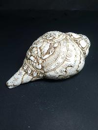 thumb2-Conch shell-21791