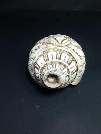 thumb3-Conch shell-21791