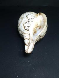 thumb4-Conch shell-21791