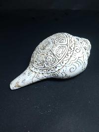 thumb2-Conch shell-21792