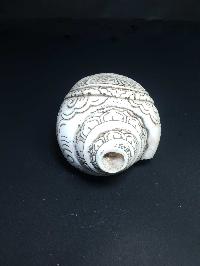 thumb3-Conch shell-21792