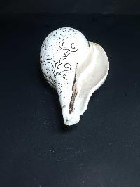 thumb4-Conch shell-21792