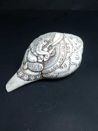 thumb2-Conch shell-21793