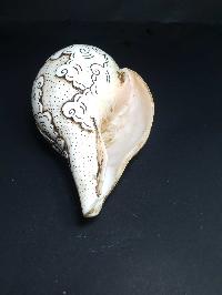 thumb4-Conch shell-21793